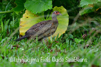 Common Pheasant Ishigaki Island Sat, 9/28/2019