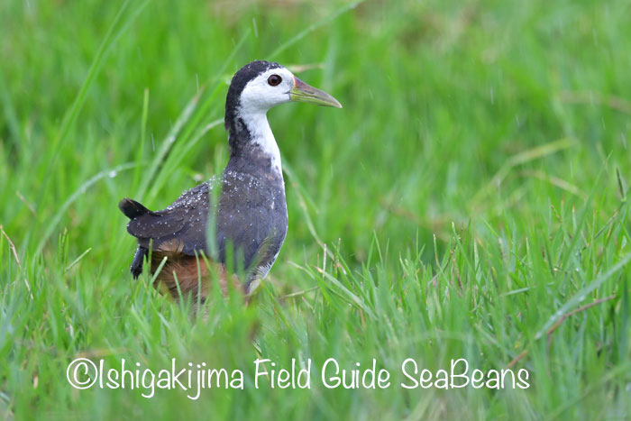 Photo of White-breasted Waterhen at Ishigaki Island by 石垣島バードウオッチングガイドSeaBeans