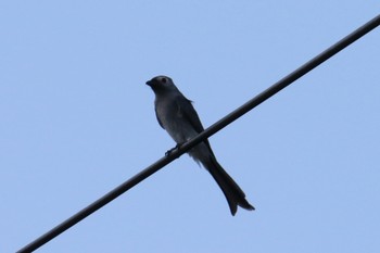 Ashy Drongo