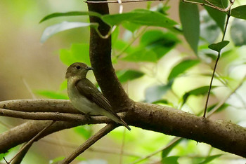 Narcissus Flycatcher Unknown Spots Tue, 9/24/2019