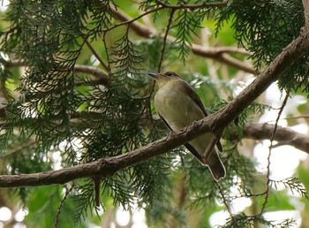 Narcissus Flycatcher Unknown Spots Tue, 9/24/2019