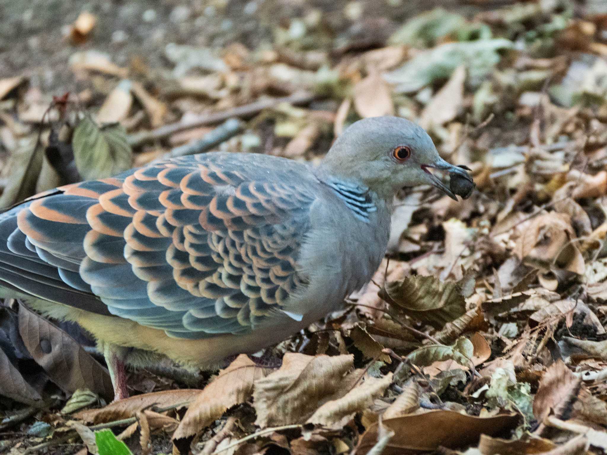 六義園 キジバトの写真 by ryokawameister