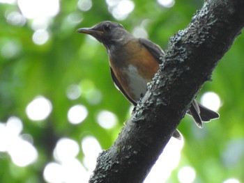 2019年8月11日(日) 富士山 の野鳥観察記録