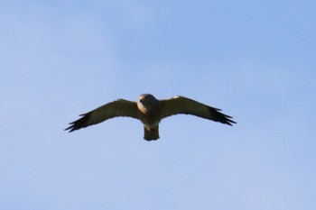 Chinese Sparrowhawk Unknown Spots Tue, 9/24/2019