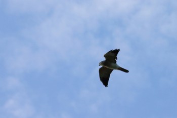 Chinese Sparrowhawk Unknown Spots Tue, 9/24/2019