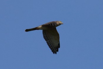 Chinese Sparrowhawk Unknown Spots Tue, 9/24/2019