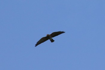 Chinese Sparrowhawk Unknown Spots Tue, 9/24/2019