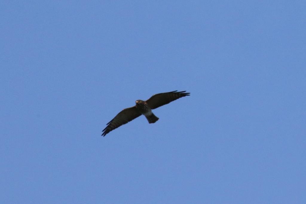 Photo of Chinese Sparrowhawk at  by マイク