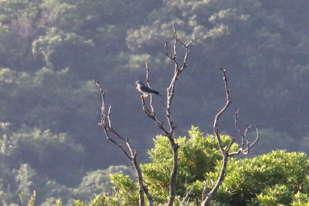 石垣島 アカハラダカの写真 by マイク