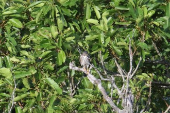 Chinese Sparrowhawk Ishigaki Island Tue, 9/24/2019