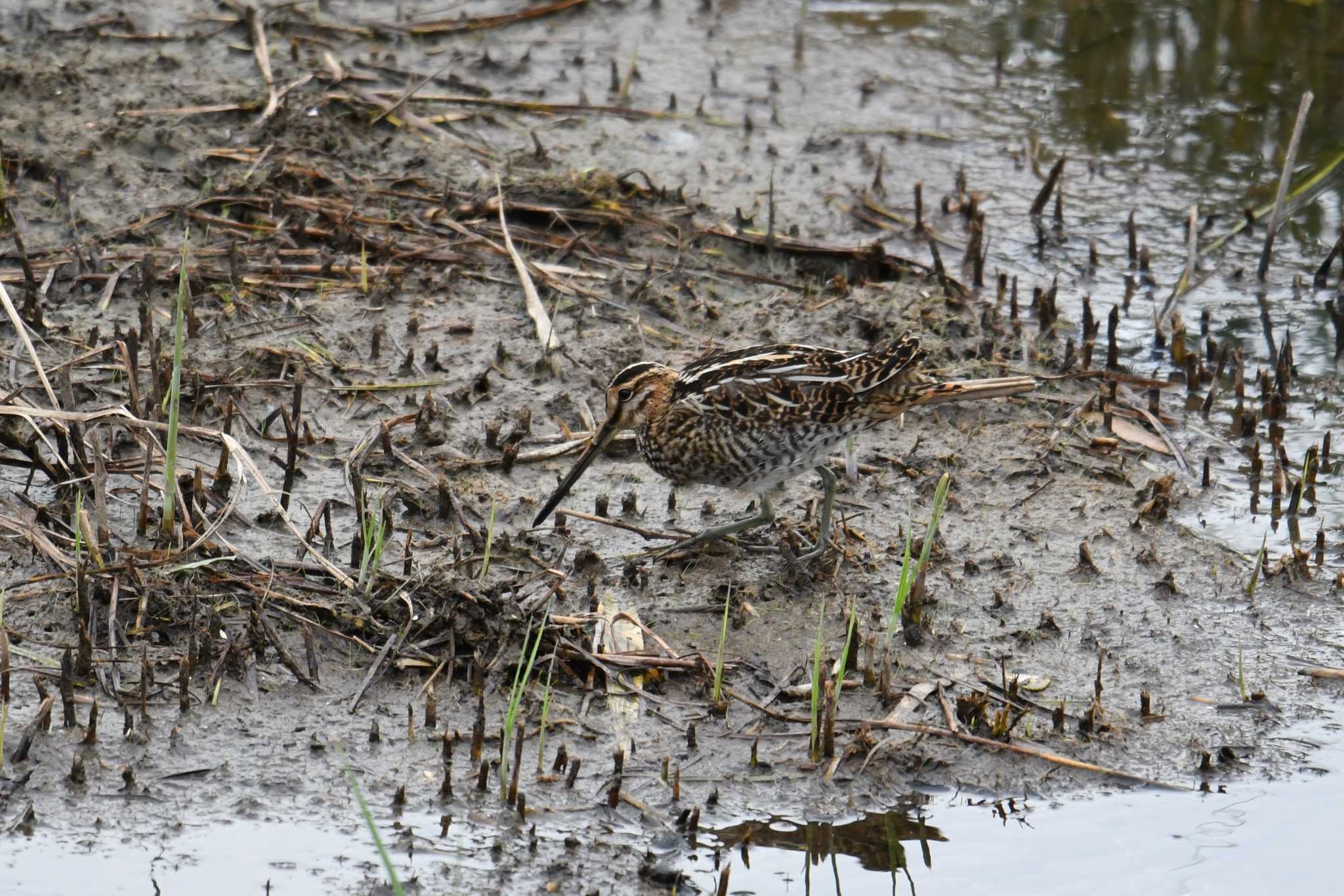 Common Snipe