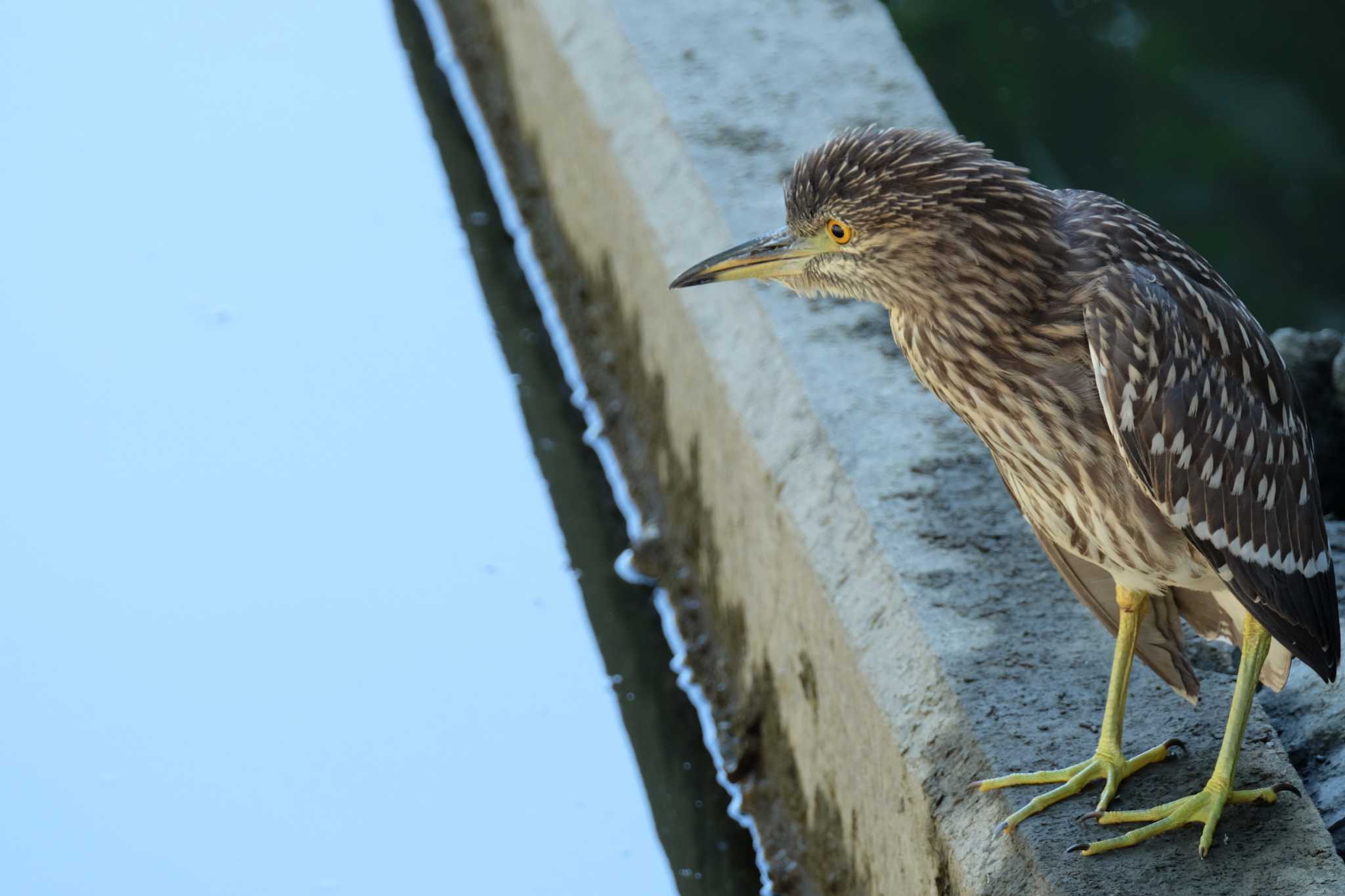 葛西臨海公園 ゴイサギの写真 by toru