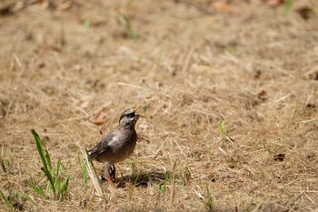 2019年9月28日(土) 葛西臨海公園の野鳥観察記録