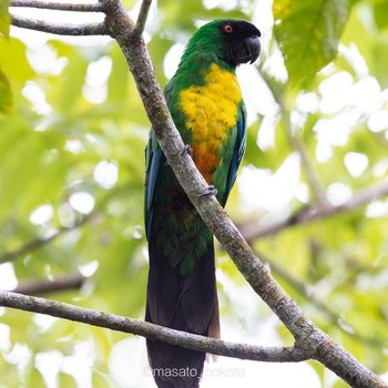 Masked Shining Parrot Colo-I-Suva Forest Park Tue, 9/17/2019