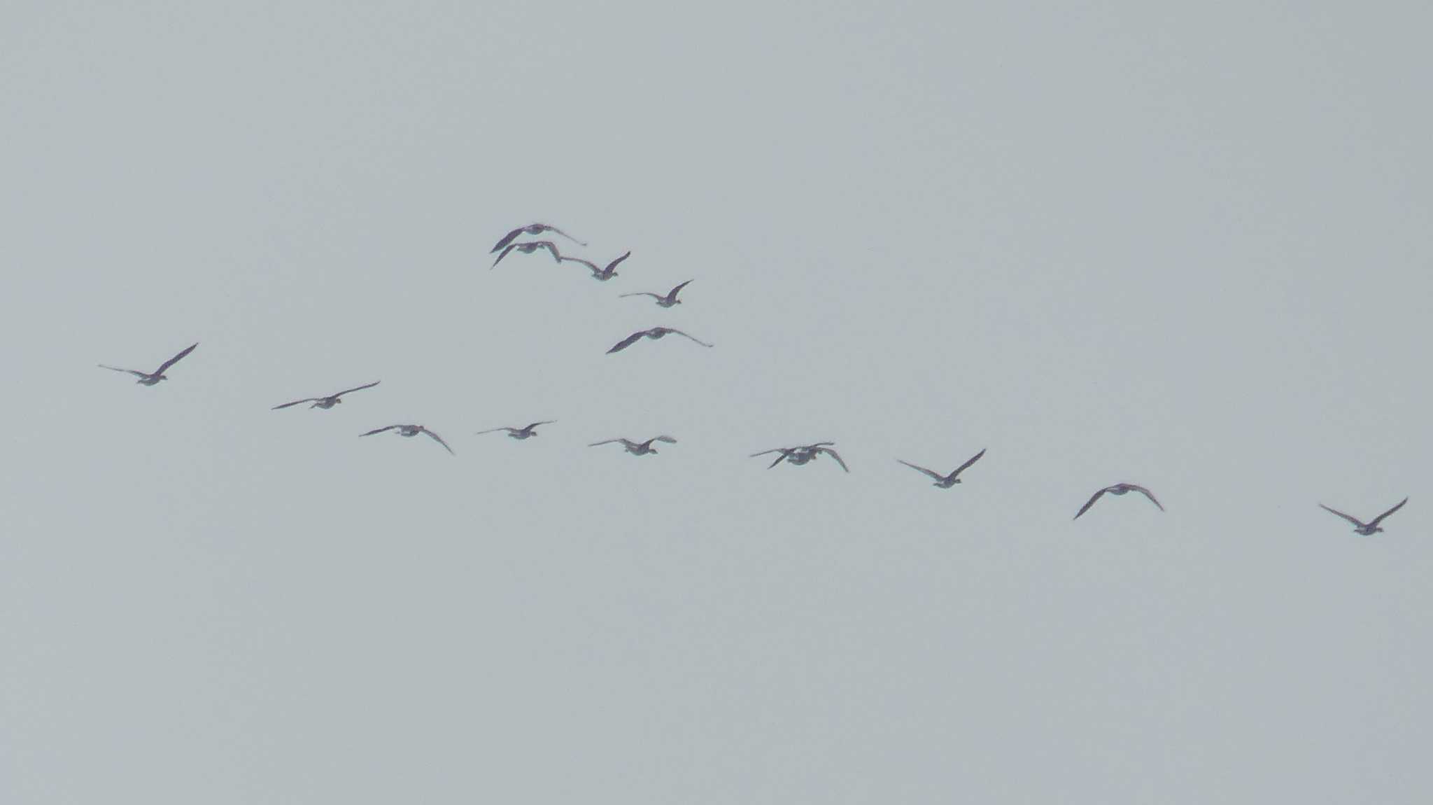 Greater White-fronted Goose