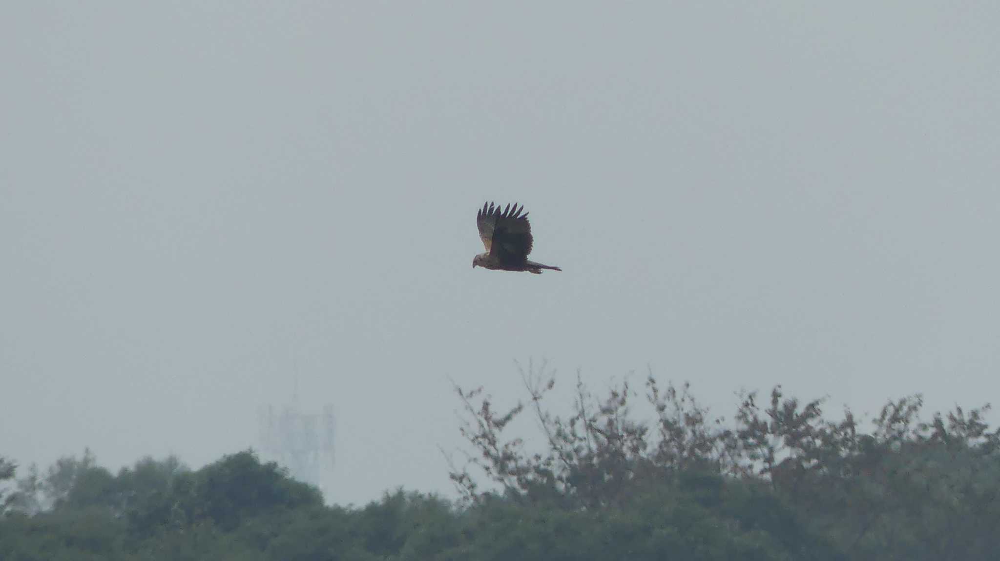 Eastern Marsh Harrier