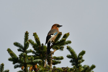 Eurasian Jay(brandtii) 札幌市 Sun, 9/29/2019