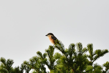 Bull-headed Shrike 札幌市 Sun, 9/29/2019