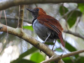 Okinawa Robin Kunigamison Tue, 9/10/2019