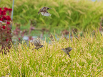 Mon, 9/23/2019 Birding report at 芝川第一調節池(芝川貯水池)