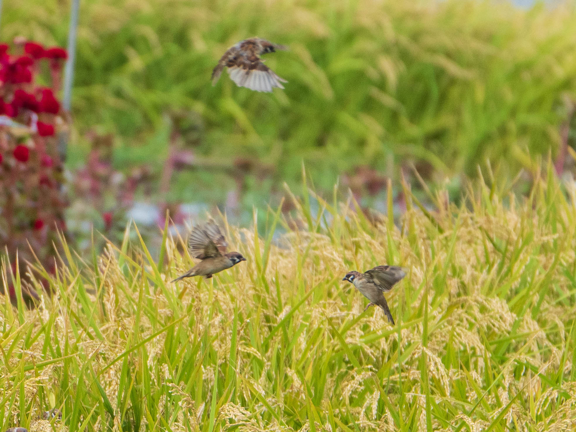 Photo of Eurasian Tree Sparrow at 芝川第一調節池(芝川貯水池) by ryokawameister