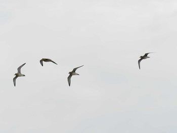 Pacific Golden Plover 神戸市西区 Sun, 9/29/2019