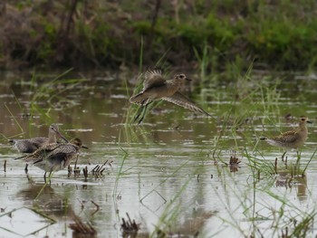 Pacific Golden Plover 神戸市西区 Sun, 9/29/2019