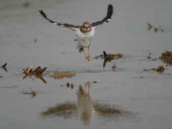 Kentish Plover 神戸市西区 Sun, 9/29/2019