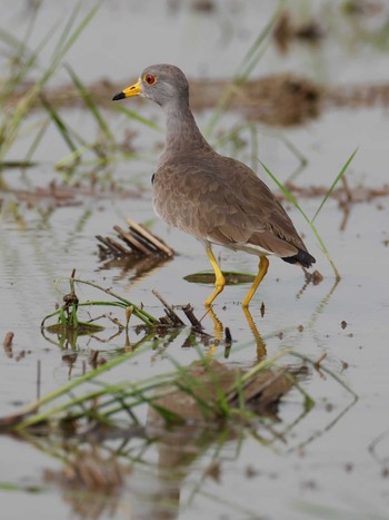 Grey-headed Lapwing 神戸市西区 Sun, 9/29/2019