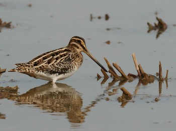 Common Snipe 神戸市西区 Sun, 9/29/2019