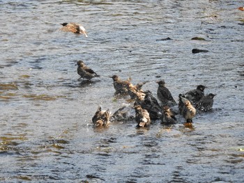 Mon, 9/2/2019 Birding report at 恩田川(高瀬橋付近)