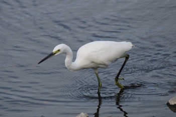 Little Egret 境川遊水地公園 Sun, 9/29/2019