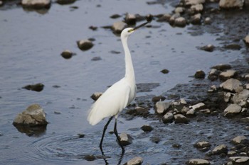 Little Egret 境川遊水地公園 Sun, 9/29/2019