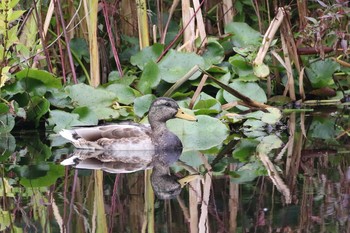 2019年9月29日(日) 北海道　七飯町　大沼公園の野鳥観察記録