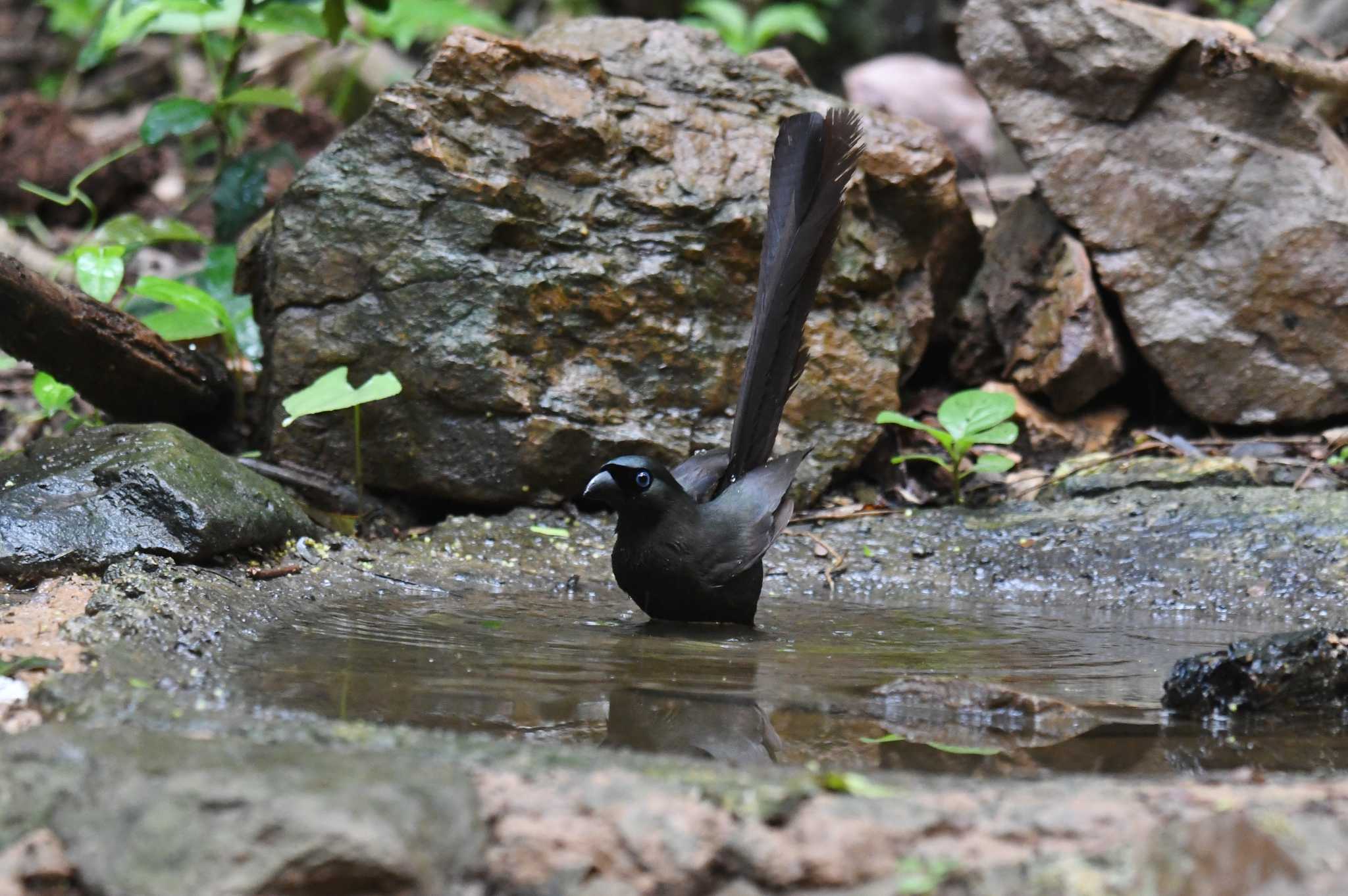 Racket-tailed Treepie