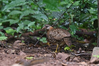 Green-legged Partridge Kaeng Krachan National Park Sun, 6/2/2019