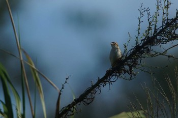 セッカ 多摩川 2019年9月23日(月)