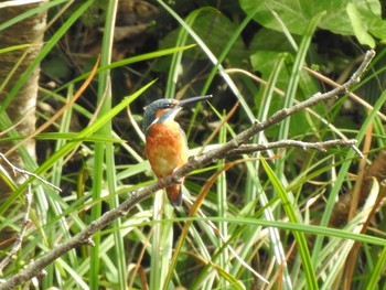 Common Kingfisher 各務原公園 Sun, 9/29/2019