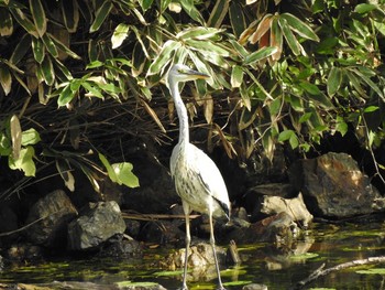 Grey Heron 各務原公園 Sun, 9/29/2019