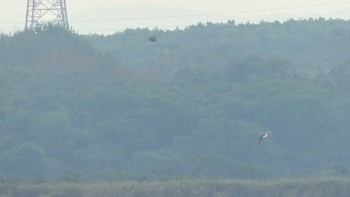 2019年9月29日(日) ウトナイ湖の野鳥観察記録