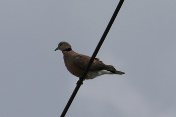 Red Collared Dove 比川(与那国島) Mon, 9/23/2019