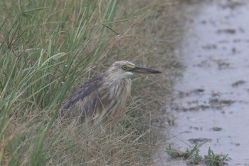 Javan Pond Heron