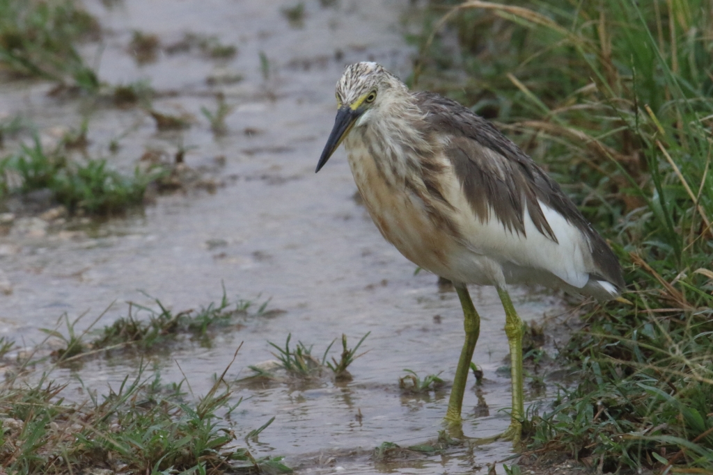 Photo of Javan Pond Heron at Ishigaki Island by マイク