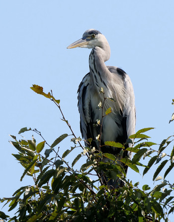 Grey Heron 黒目川 Fri, 9/27/2019