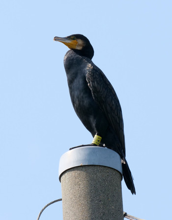 カワウ 黒目川 2019年9月27日(金)