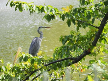 Grey Heron 兵庫県西宮市夙川公園 Sun, 9/29/2019