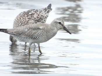 Red Knot