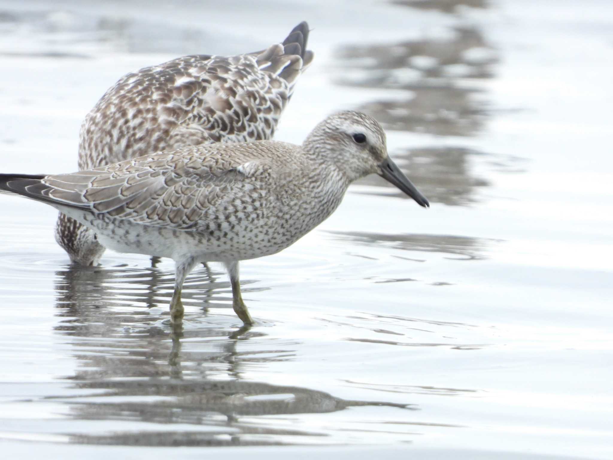 Photo of Red Knot at Sambanze Tideland by サジタリウスの眼