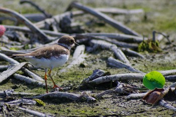Little Ringed Plover Unknown Spots Sun, 9/29/2019
