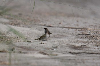 Scaly-breasted Munia Kaeng Krachan National Park Sun, 6/2/2019